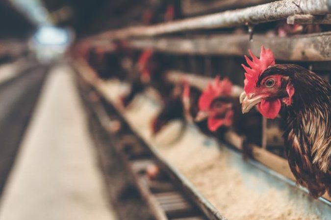 alimentacao_e_nutricao_animal