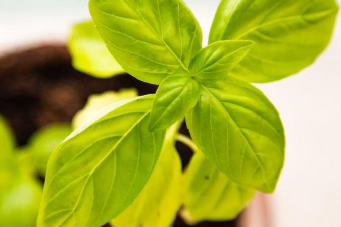 protecao_das_plantas