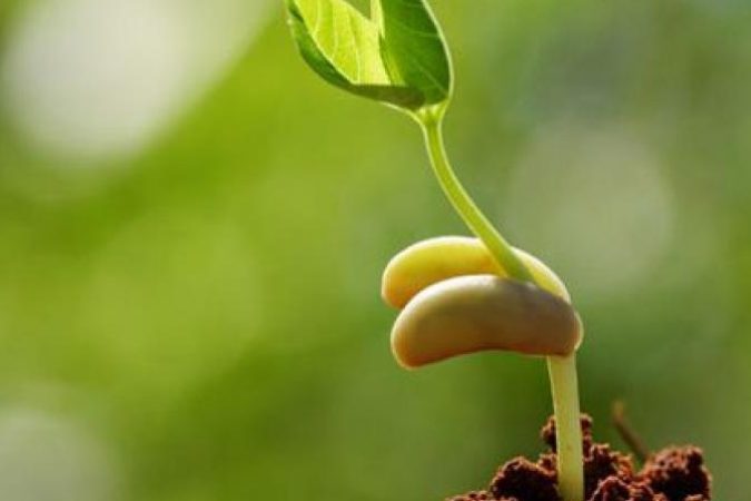 sustainable-agriculture